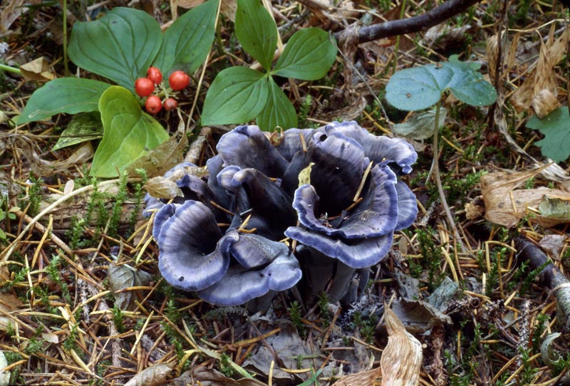 Polyozellus atrolazulinus